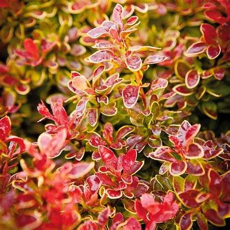 Berberis Thunbergii F Atropurpurea Admiration Japanese Barberry