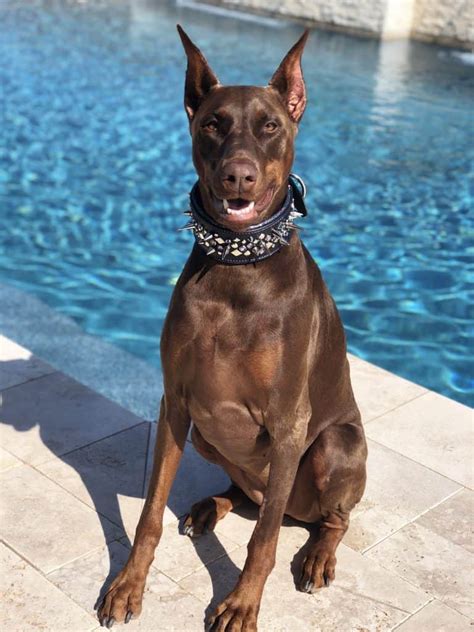 The Doberman Your Ultimate Breed Information Guide Your Dog Advisor