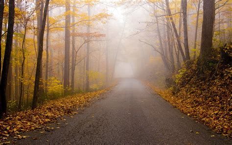 Roads Autumn Trees Fog Hd Wallpaper Rare Gallery