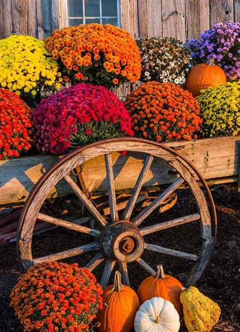 Pin By Alice Hummer On Fall Fantasies Mums In Pumpkins Fall Flowers