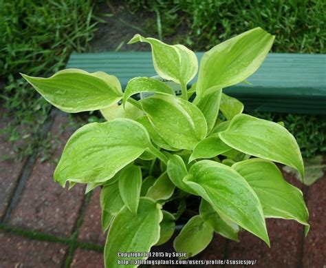 Hostas are easy to grow, tolerate a variety of soils and even take full to part shade. Hosta 'Frozen Margarita' in the Hostas Database - Garden.org