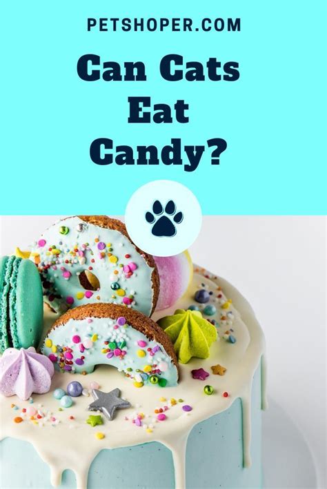 Catnip is part of the mint family! Can Cats Eat Sweets? Does Your Cat Have a Sweet Tooth ...