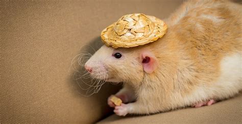 Is A Fancy Rat The Right Pet For You 8 Things To Consider