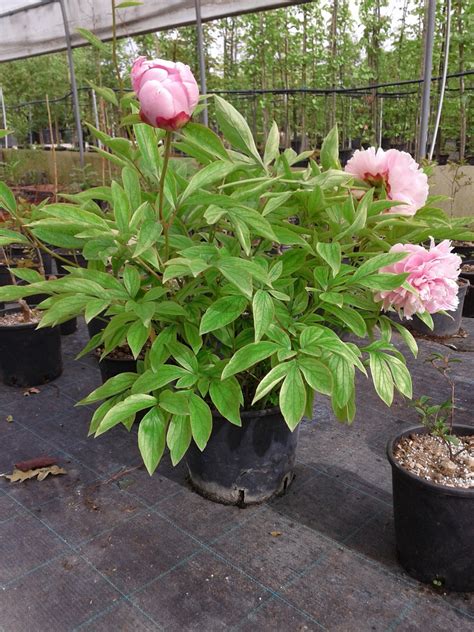 Expoplant Acquista Online Paeonia Lactiflora Double Pink Peonia
