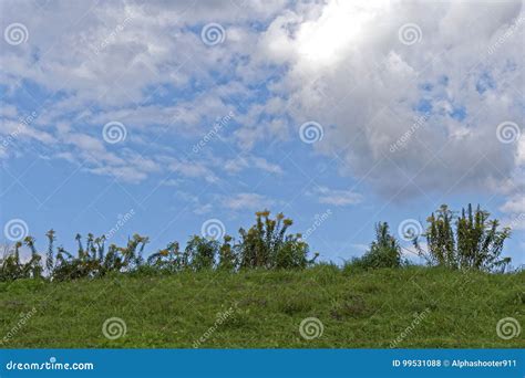 Meadow Landscape In Lush Green Stock Photo Image Of Sight Lush 99531088