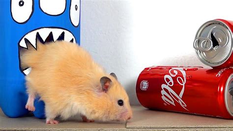 My Funny Pet Hamster Takes On The Coca Cola Obstacle Course Youtube