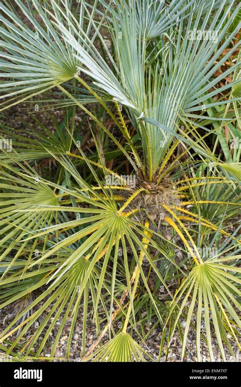 Chamaerops Humilis The Mediterranean Fan Palm Stock Photo Alamy