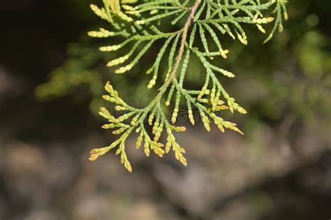 Rheingold Arborvitae Stock Image Image Of Outdoors 232958385