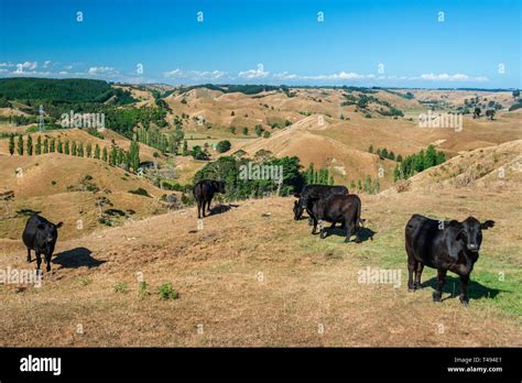 Typical New Zealand Rural Landscape Scene With Cattle Amid Rolling