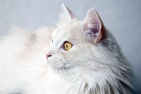 Daftar Harga Kucing Anggora Murah Terbaru 2021 Kucing Anggora Turki