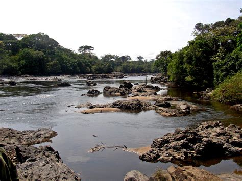 Free Picture River Flowing Okapi Fauna Reserve Vicinity Epulu