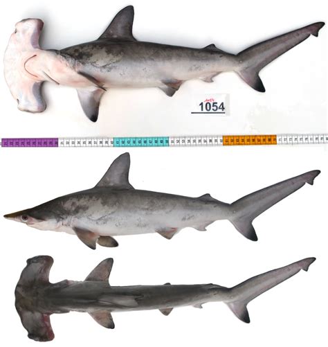 Hammerhead Shark Size And Weight Blog Dandk