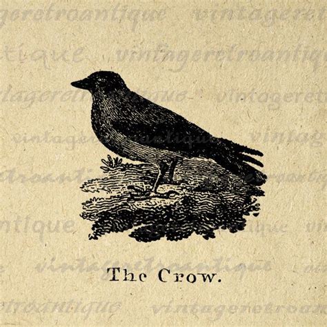 Download Antique Crow Illustration Graphic Printable Image Bird ...