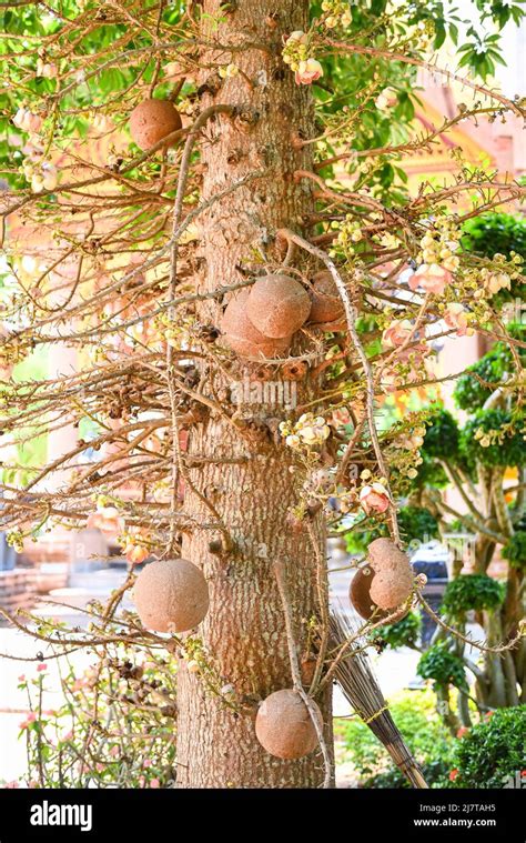 Cannonball Fruit On The Cannonball Tree With Flower Shorea Robusta