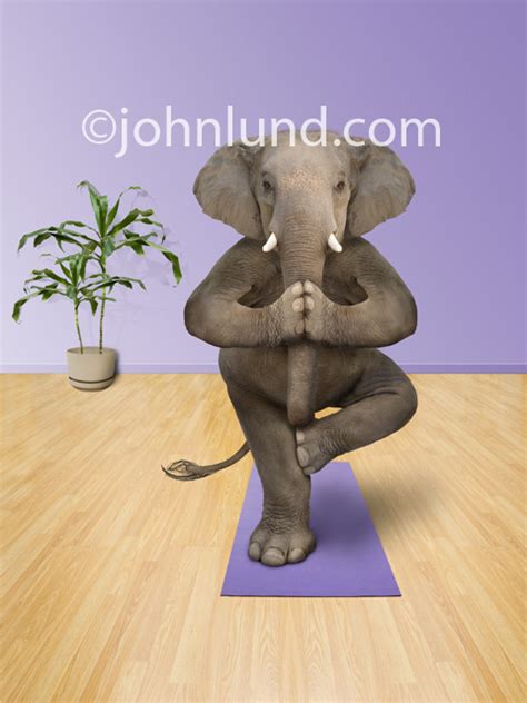 Elephant Doing Yoga Funny Elephant Pictures And Photos