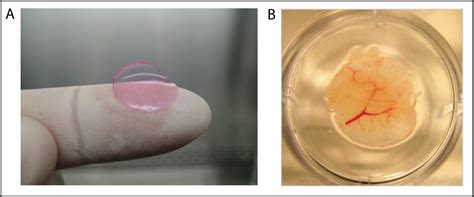 A Tale Of Two Livers Developing An Innovative Drug Screening Tool