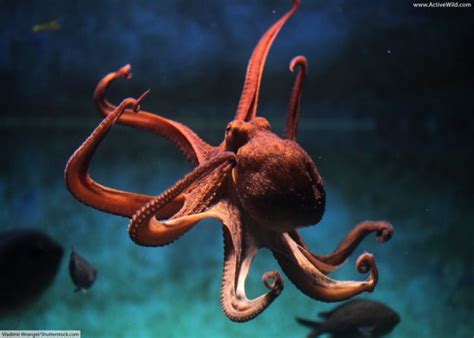 Octopus Facts For Kids And Adults All You Need To Know About Octopuses