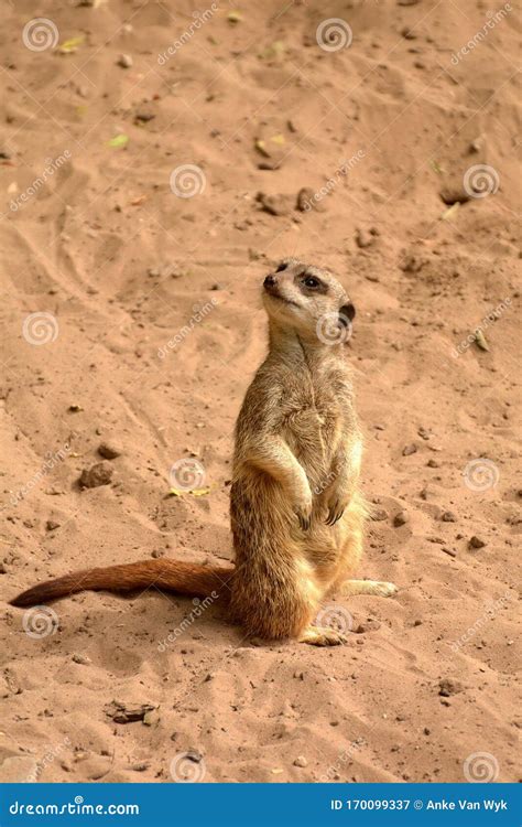 Meerkat In The Zoo Is Two Feet Standing Up Looking The Situation Around