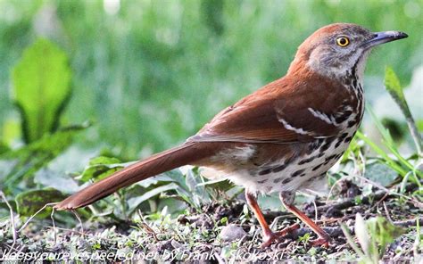 Birds And Other Critters In My Backyard In Northeastern Pennsylvania