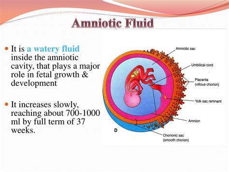 Placenta And Amniotic Fluid Structure Function And Ab