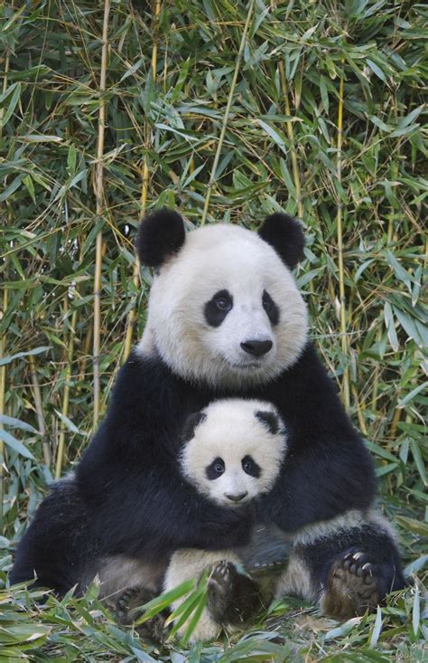 11 Too Cute Photos Of Animal Moms And Their Babies Wild Animals
