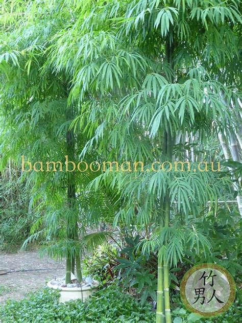 Smart Bamboo In Pots Bamboo Whitsunday