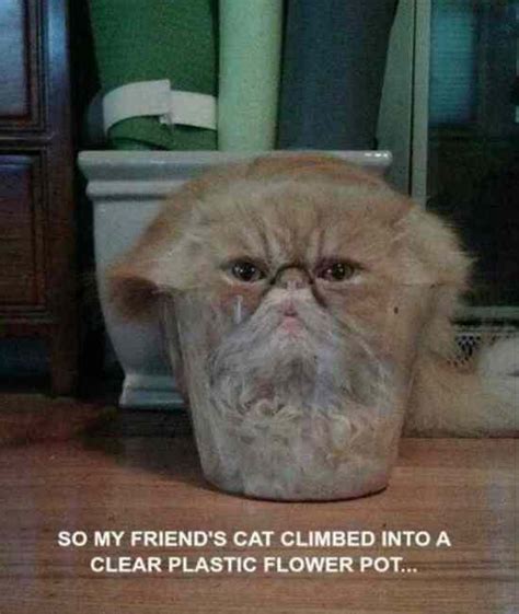 Funny Animal Pictures Of The Day 23 Pics Funny Animals