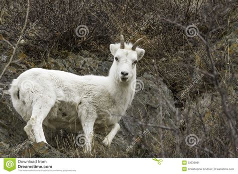 Female Dall Sheep Stock Image Image Of Denali Summer 53238981