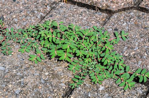 Prostrate Spurge University Of Maryland Extension