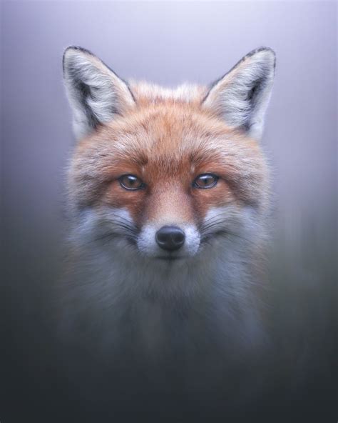 Fox Portrait Juzaphoto