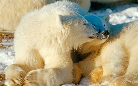 Polar Bears Animal World Series Hd Wallpaper Peakpx