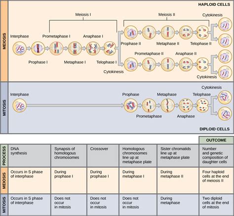 Meiosis And Gametogenesis Biology I Laboratory Manual