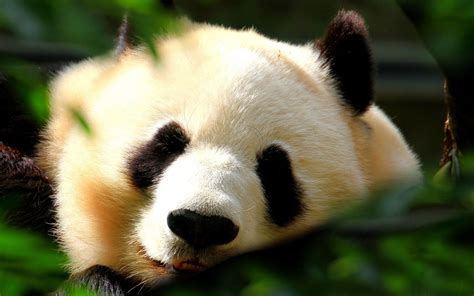 Sleeping Panda Wallpapers And Images Wallpapers Pictures Photos