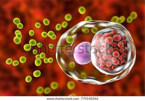 Chlamydia Trachomatis Bacteria 3d Illustration Showing Stock