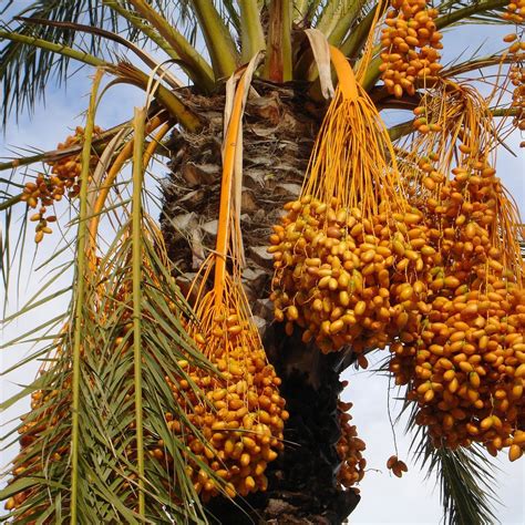 Date Palm Facts The Date Palm Tree Fruits Are Dates Tree Palm Tree