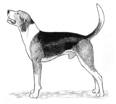 Learn how to draw coon dog pictures using these outlines or print just for coloring. Coon Dog Drawings at PaintingValley.com | Explore ...