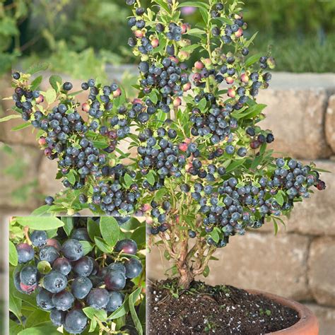 Dwarf Northsky Blueberry Gurneys Seed And Nursery Co