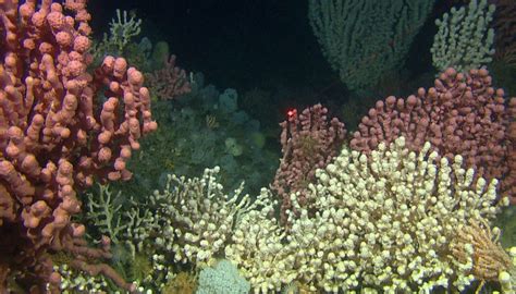 The Corals Off The Norwegian Coast Are Home To A Rich Environment