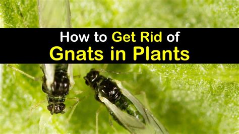 How To Get Rid Of Plant Flies