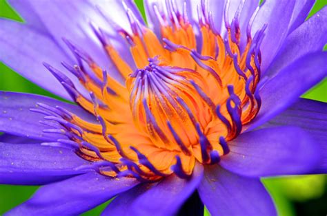 Find the perfect lotus flower stock photo. Lotus Fresh Color With Yellow Stamens Of The Lotus Flower ...