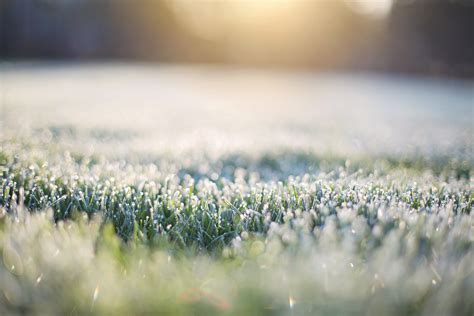 Free Images Water Nature Dew Light Field Lawn Sunlight Leaf