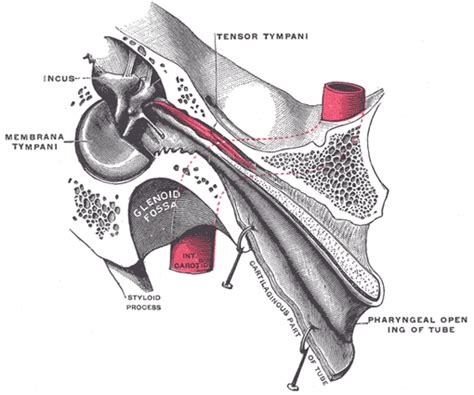 The Middle Ear Or Tympanic Cavity Human Anatomy