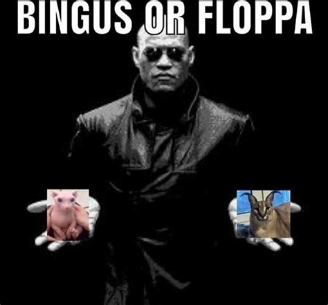 Bingus Or Floppa Bingus Funny Memes Funny Images Memes
