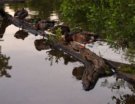 Mallard Ducks Sleeping On A Log Photograph By Christopher Flees