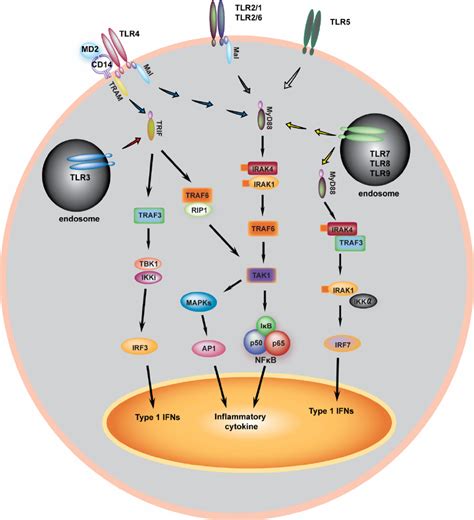 Cytokine Signaling Pathway