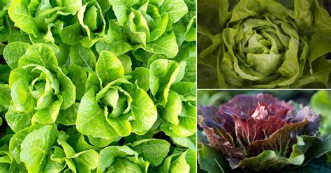 18 Best Lettuce Varieties For Containers Types Of Lettuce Lettuce
