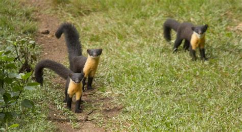 Getting To Know The Nilgiri Marten A Rare Small Mammal From The