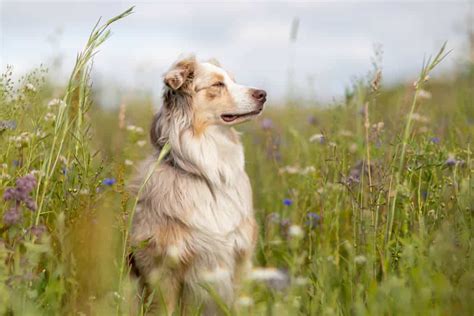 It is more commonly known as the mini american shepherd. Der Australian Shepherd im Rasseportrait - Informationen ...