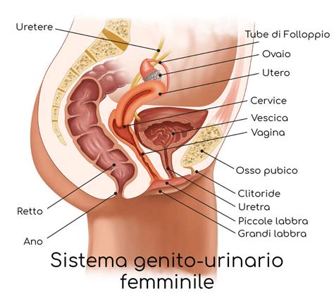 La Vagina Anatomia E Sintomi