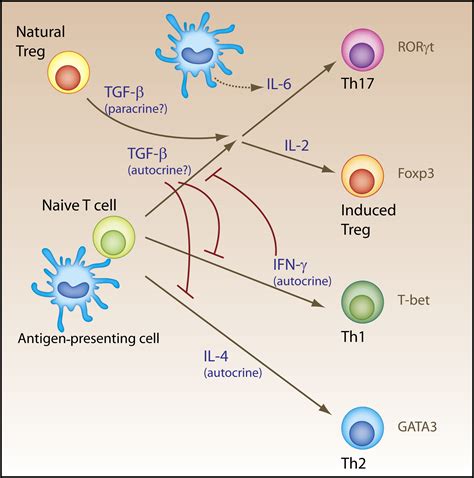 T Cells Doing It for Themselves TGF β Regulation of Th and Th Cells Immunity
